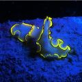 Sea Dragon Fluoro Duo Beam