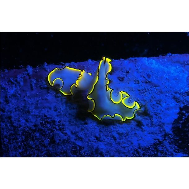 SeaDragon Fluoro Duo Beam