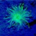 Sea Dragon Fluoro Duo Beam