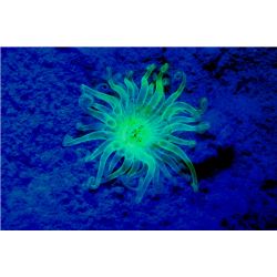 Sea Dragon Fluoro Duo Beam