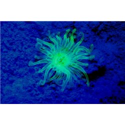 Sea Dragon Fluoro Duo Beam