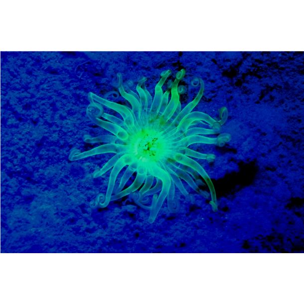SeaDragon Fluoro Duo Beam