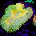Sea Dragon Fluoro Duo Beam