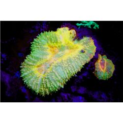 Sea Dragon Fluoro Duo Beam