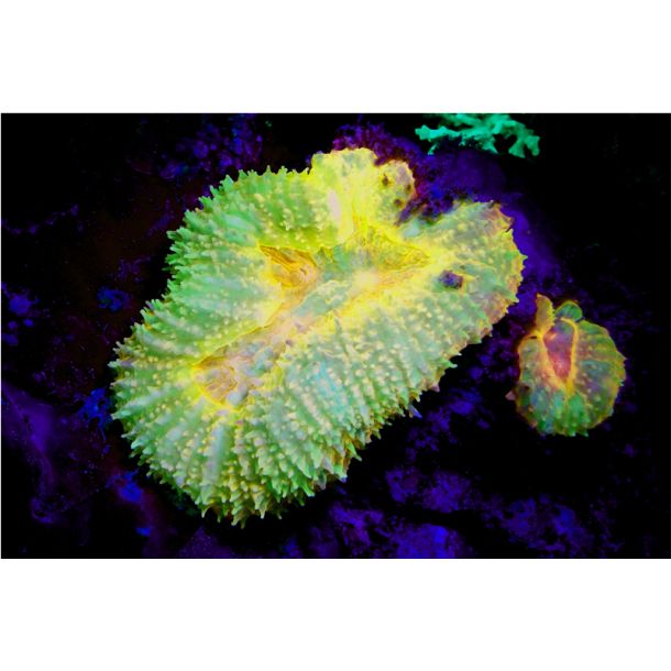 SeaDragon Fluoro Duo Beam