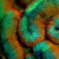 Sea Dragon Fluoro Duo Beam
