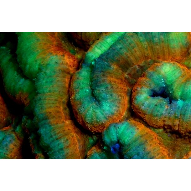 SeaDragon Fluoro Duo Beam