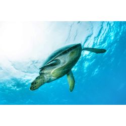 Liveaboard R�dehavet, dec 2022 - Simply the Best