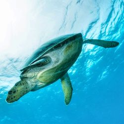 Liveaboard R�dehavet, November 2023 - Simply the Best