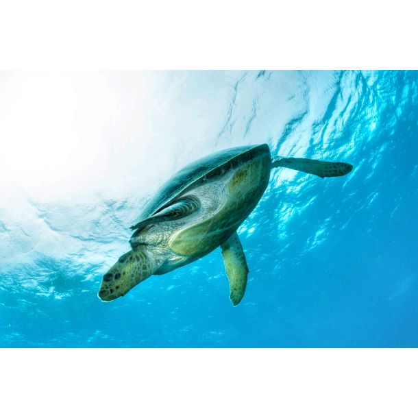 Liveaboard R�dehavet, dec 2022 - Simply the Best