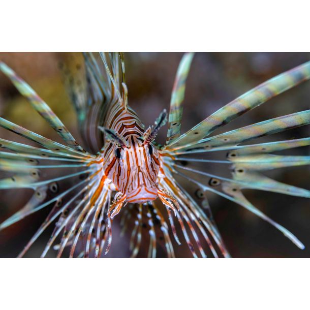 Liveaboard R�dehavet, November 2023 - Simply the Best