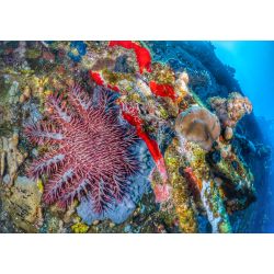 Dykkerrejse til Egypten, 6-13- Oktober 2024