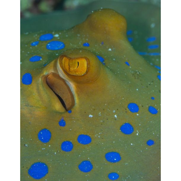 Liveaboard R�dehavet, November 2023 - Simply the Best