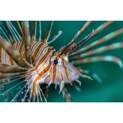 Dykkerrejse til Egypten, 6-13- Oktober 2024