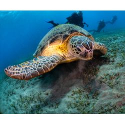 Dykkerrejse til Egypten, 6-13- Oktober 2024